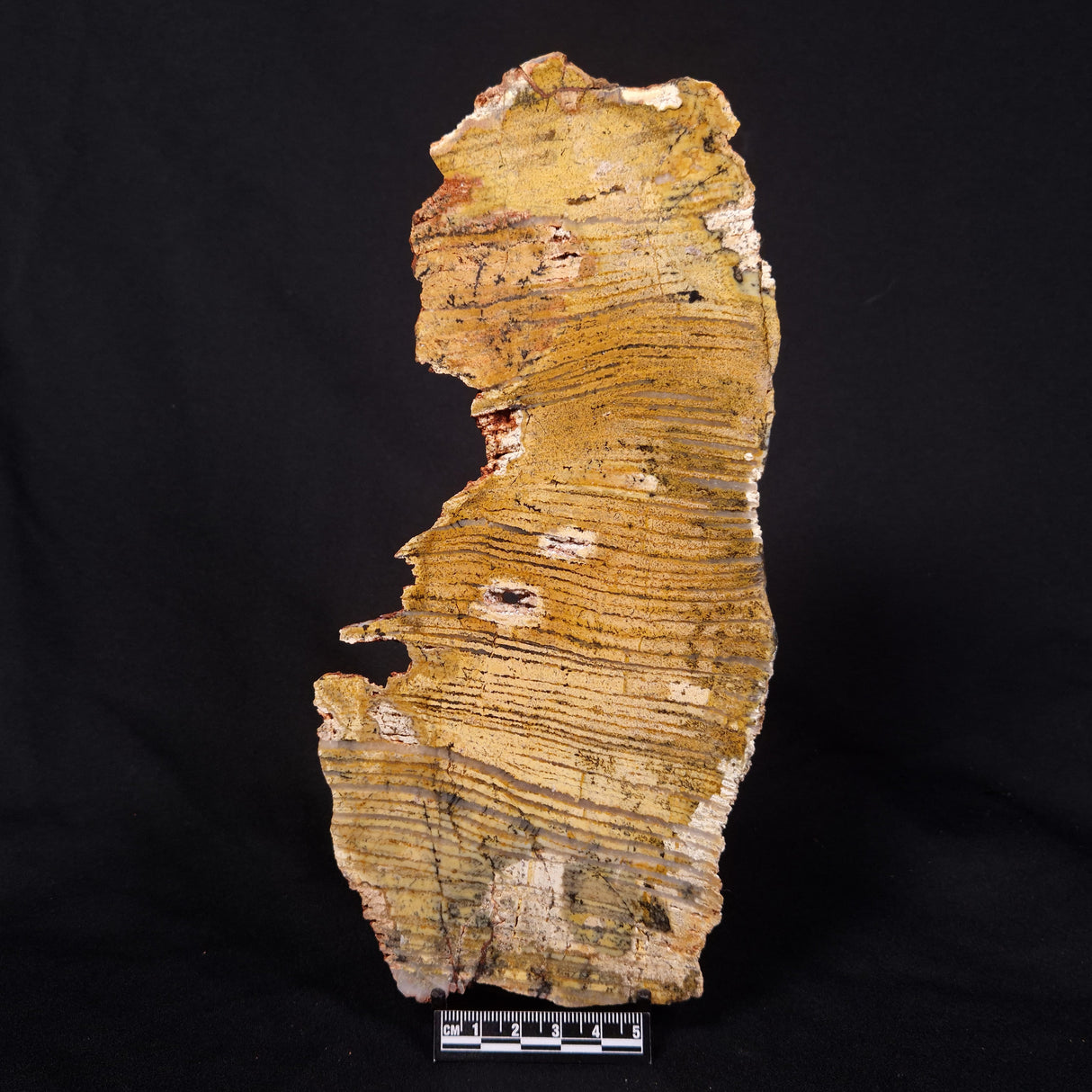 STROMATOLITE MICROBIAL MAT, Strelley Pool Formation, Archean, Australia ZSP042