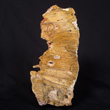 STROMATOLITE MICROBIAL MAT, Strelley Pool Formation, Archean, Australia ZSP042