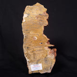 STROMATOLITE MICROBIAL MAT, Strelley Pool Formation, Archean, Australia ZSP042