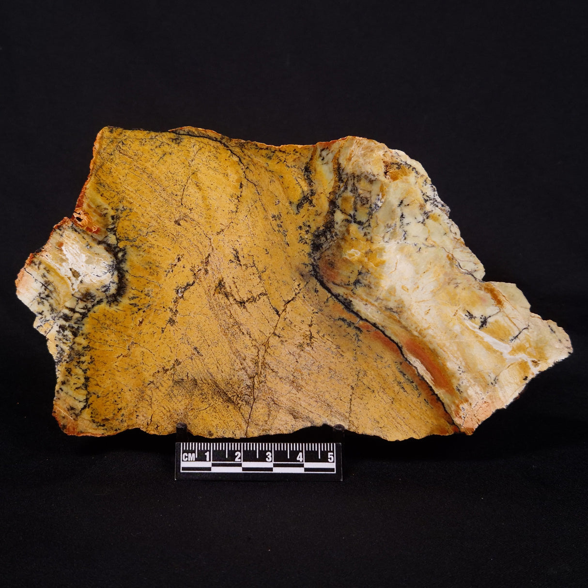 STROMATOLITE MICROBIAL MAT, Strelley Pool Formation, Archean, Australia ZSP043