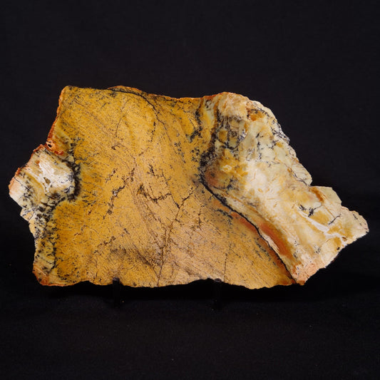 STROMATOLITE MICROBIAL MAT, Strelley Pool Formation, Archean, Australia ZSP043