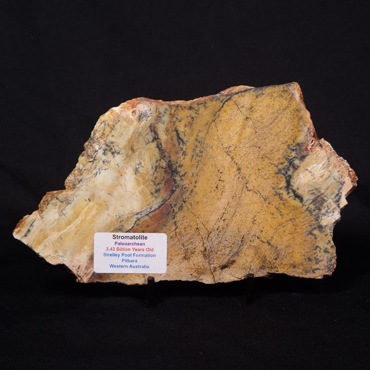 STROMATOLITE MICROBIAL MAT, Strelley Pool Formation, Archean, Australia ZSP043