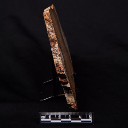 STROMATOLITE MICROBIAL MAT, Strelley Pool Formation, Archean, Australia ZSP043