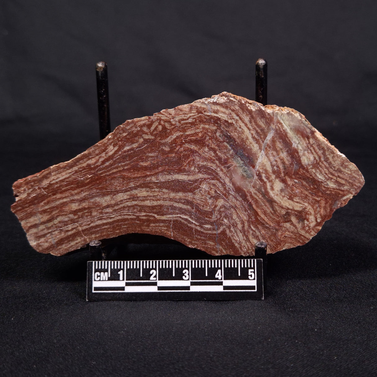 CONOPHYTON AMANTOURARTENSIS STROMATOLITE, Ediacaran, Morocco ZCA011