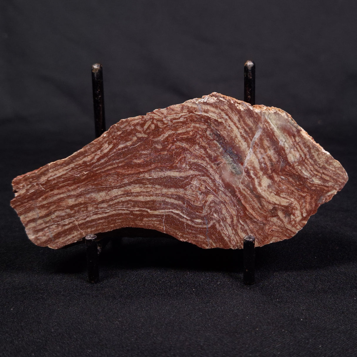 CONOPHYTON AMANTOURARTENSIS STROMATOLITE, Ediacaran, Morocco ZCA011