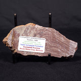 CONOPHYTON AMANTOURARTENSIS STROMATOLITE, Ediacaran, Morocco ZCA011