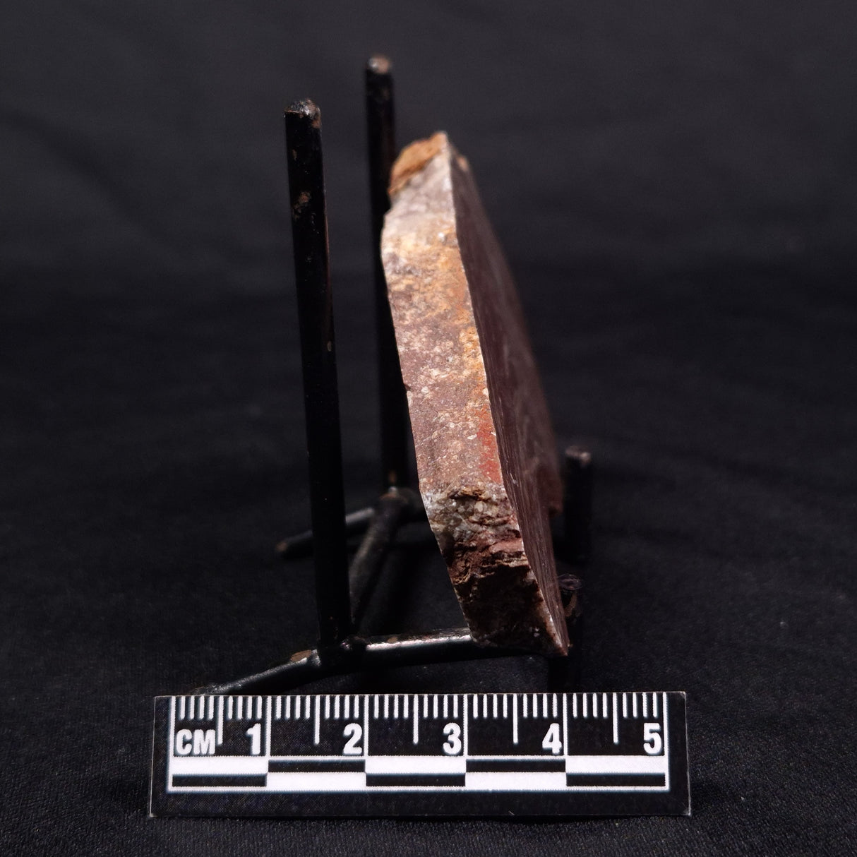 CONOPHYTON AMANTOURARTENSIS STROMATOLITE, Ediacaran, Morocco ZCA011