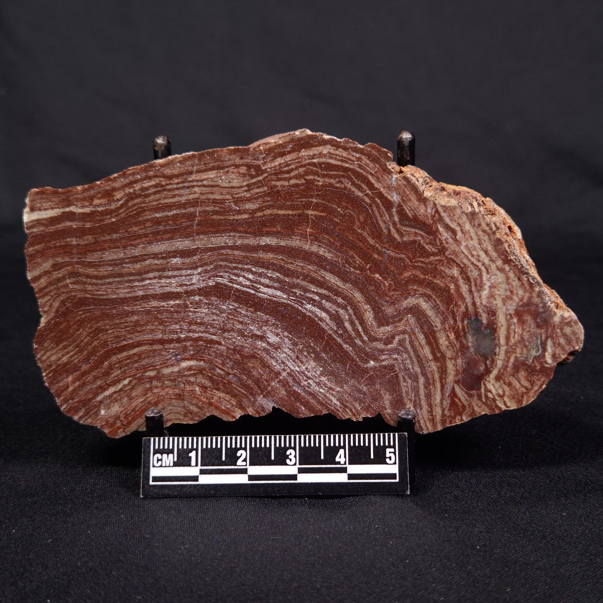 CONOPHYTON AMANTOURARTENSIS STROMATOLITE, Ediacaran, Morocco ZCA012