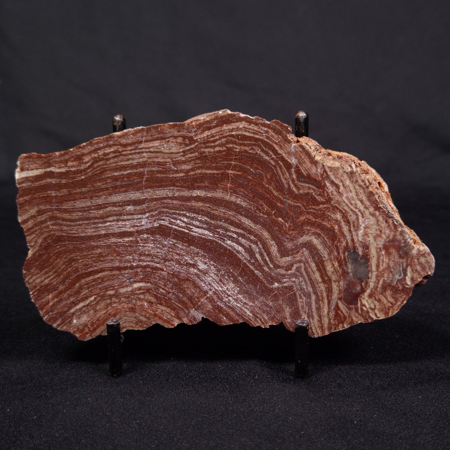 CONOPHYTON AMANTOURARTENSIS STROMATOLITE, Ediacaran, Morocco ZCA012