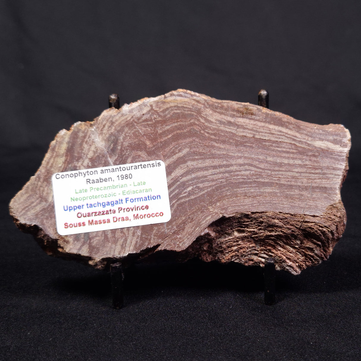 CONOPHYTON AMANTOURARTENSIS STROMATOLITE, Ediacaran, Morocco ZCA012