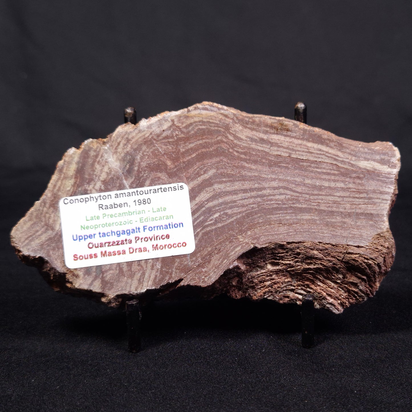 CONOPHYTON AMANTOURARTENSIS STROMATOLITE, Ediacaran, Morocco ZCA012