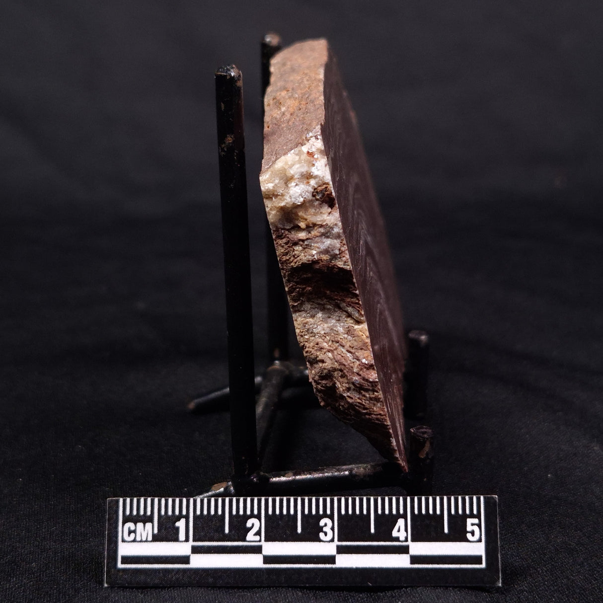 CONOPHYTON AMANTOURARTENSIS STROMATOLITE, Ediacaran, Morocco ZCA012