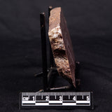 CONOPHYTON AMANTOURARTENSIS STROMATOLITE, Ediacaran, Morocco ZCA012