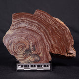 CONOPHYTON AMANTOURARTENSIS STROMATOLITE, Ediacaran, Morocco ZCA013