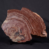 CONOPHYTON AMANTOURARTENSIS STROMATOLITE, Ediacaran, Morocco ZCA013