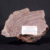 CONOPHYTON AMANTOURARTENSIS STROMATOLITE, Ediacaran, Morocco ZCA013