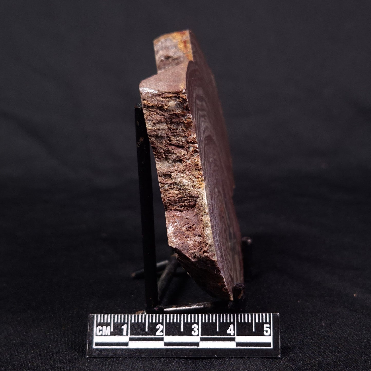CONOPHYTON AMANTOURARTENSIS STROMATOLITE, Ediacaran, Morocco ZCA013