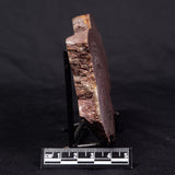 CONOPHYTON AMANTOURARTENSIS STROMATOLITE, Ediacaran, Morocco ZCA013