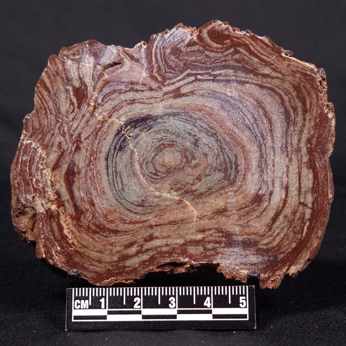 CONOPHYTON AMANTOURARTENSIS STROMATOLITE, Ediacaran, Morocco ZCA014