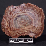 CONOPHYTON AMANTOURARTENSIS STROMATOLITE, Ediacaran, Morocco ZCA014