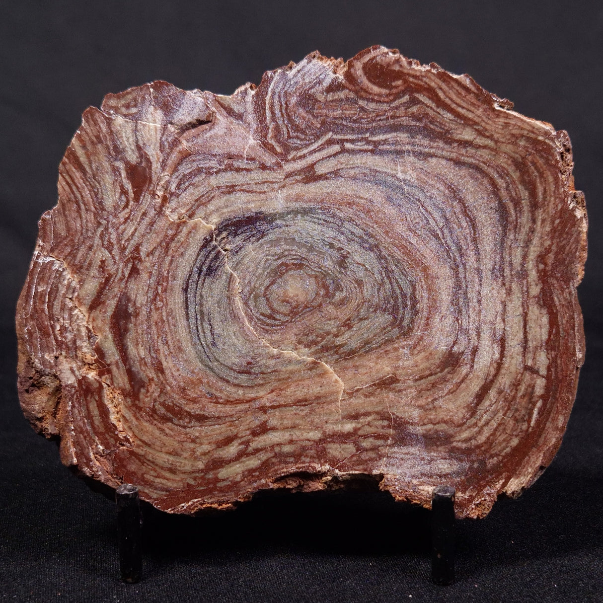 CONOPHYTON AMANTOURARTENSIS STROMATOLITE, Ediacaran, Morocco ZCA014