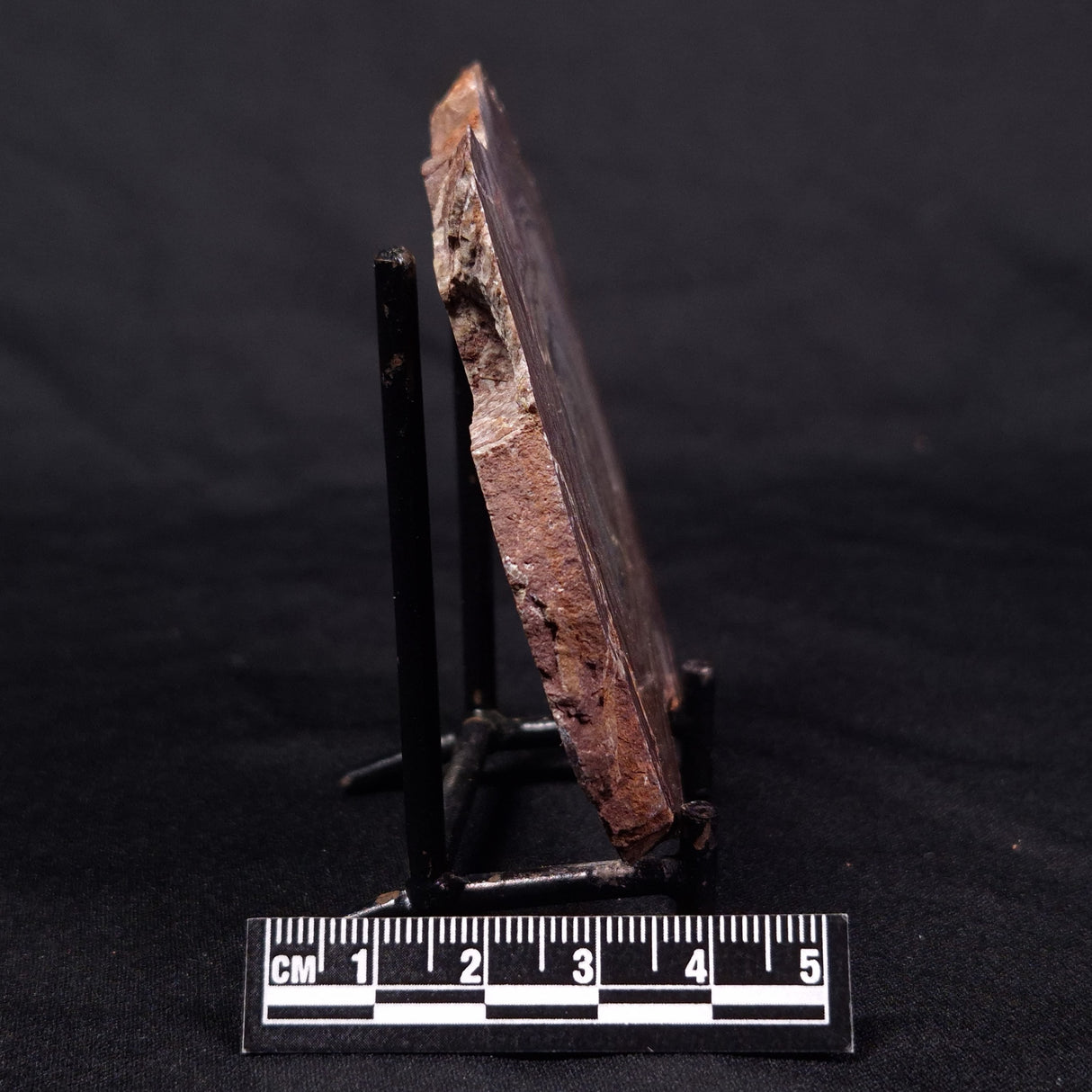 CONOPHYTON AMANTOURARTENSIS STROMATOLITE, Ediacaran, Morocco ZCA014