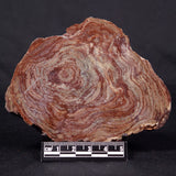 CONOPHYTON AMANTOURARTENSIS STROMATOLITE, Ediacaran, Morocco ZCA015