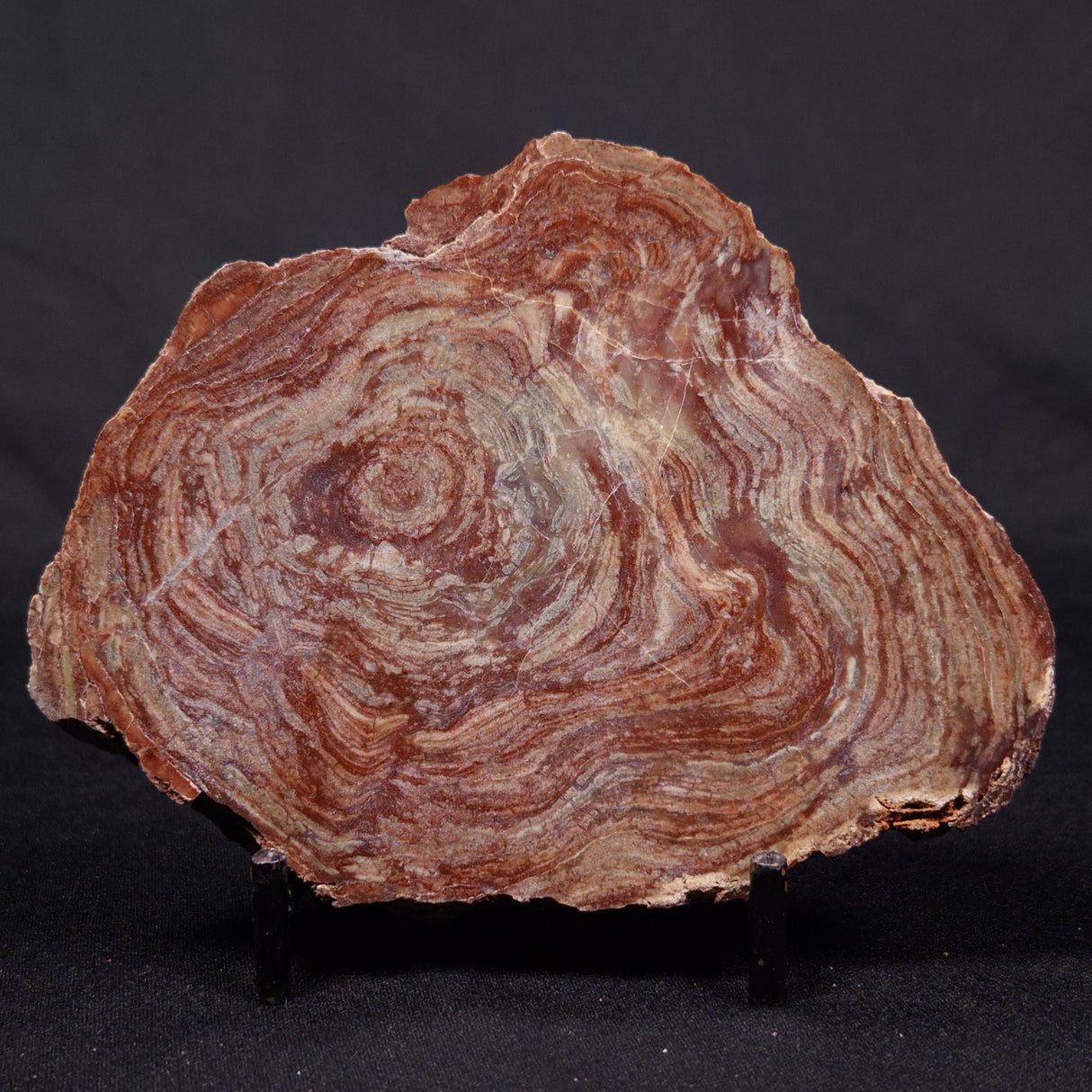 CONOPHYTON AMANTOURARTENSIS STROMATOLITE, Ediacaran, Morocco ZCA015