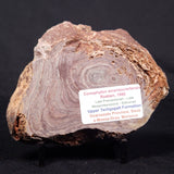 CONOPHYTON AMANTOURARTENSIS STROMATOLITE, Ediacaran, Morocco ZCA015