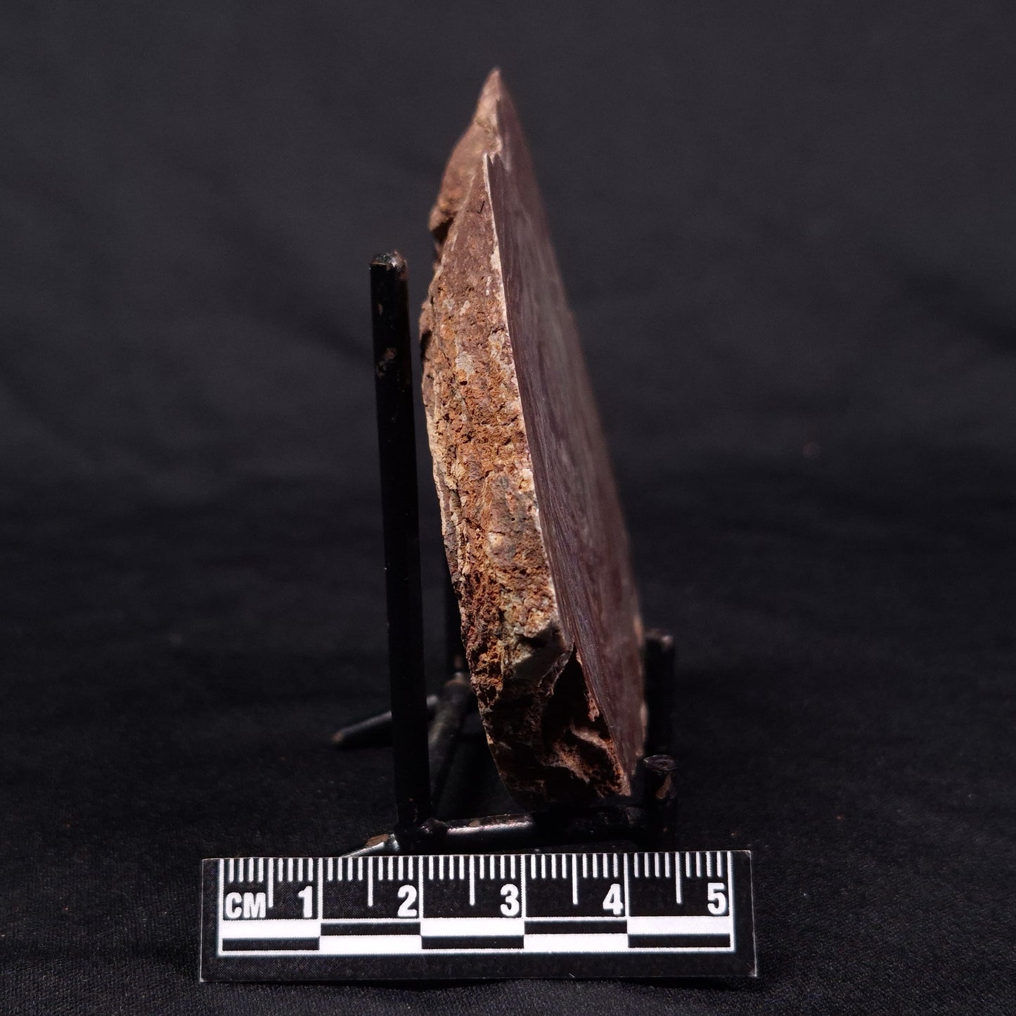 CONOPHYTON AMANTOURARTENSIS STROMATOLITE, Ediacaran, Morocco ZCA015