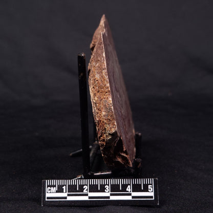 CONOPHYTON AMANTOURARTENSIS STROMATOLITE, Ediacaran, Morocco ZCA015
