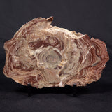 CONOPHYTON AMANTOURARTENSIS STROMATOLITE, Ediacaran, Morocco ZCA016