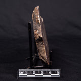 CONOPHYTON AMANTOURARTENSIS STROMATOLITE, Ediacaran, Morocco ZCA016