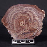 CONOPHYTON AMANTOURARTENSIS STROMATOLITE, Ediacaran, Morocco ZCA017