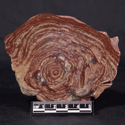 CONOPHYTON AMANTOURARTENSIS STROMATOLITE, Ediacaran, Morocco ZCA018