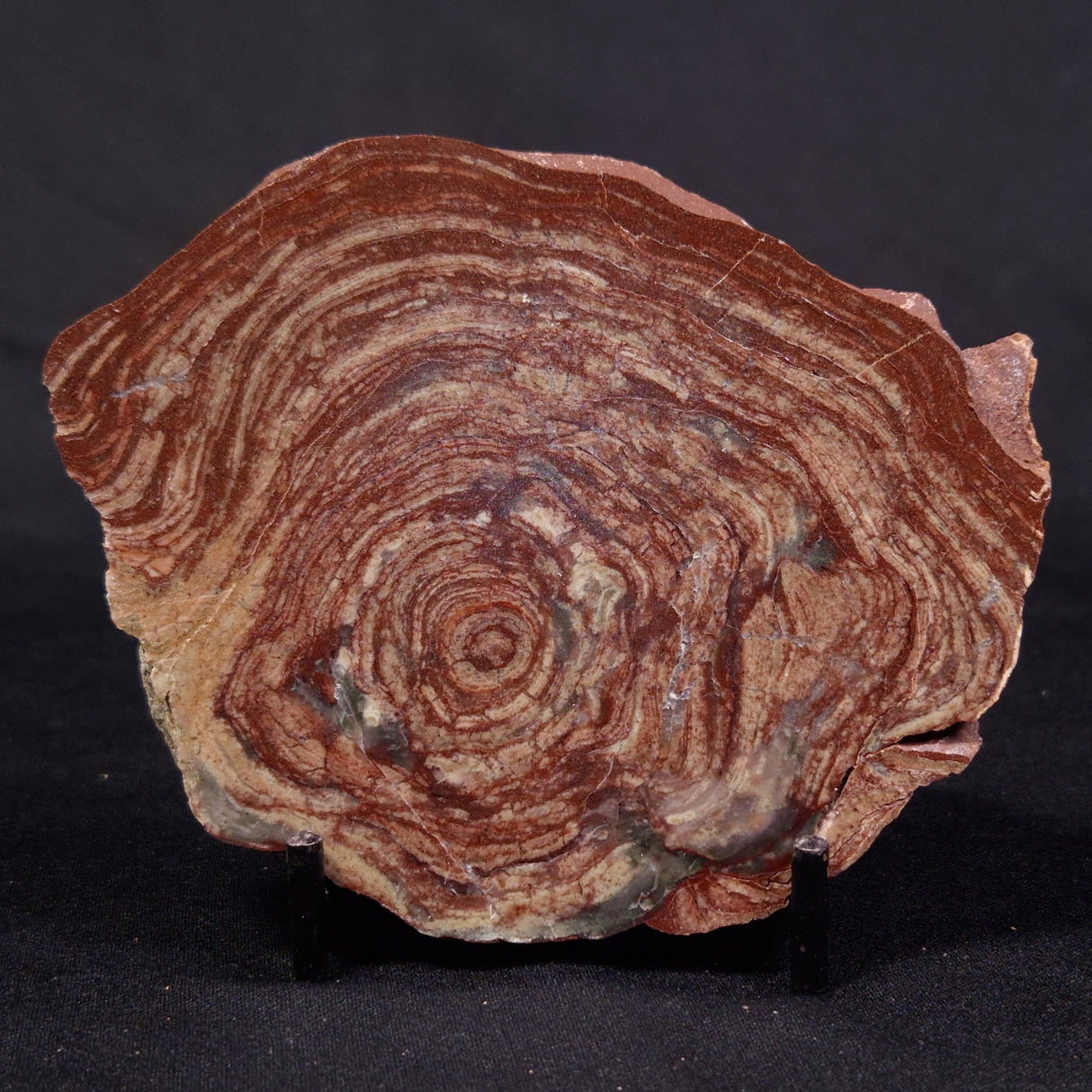 CONOPHYTON AMANTOURARTENSIS STROMATOLITE, Ediacaran, Morocco ZCA018