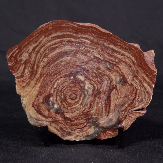 CONOPHYTON AMANTOURARTENSIS STROMATOLITE, Ediacaran, Morocco ZCA018
