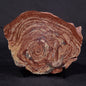 CONOPHYTON AMANTOURARTENSIS STROMATOLITE, Ediacaran, Morocco ZCA018