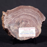 CONOPHYTON AMANTOURARTENSIS STROMATOLITE, Ediacaran, Morocco ZCA018