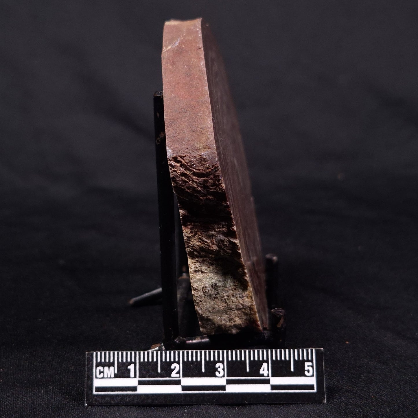 CONOPHYTON AMANTOURARTENSIS STROMATOLITE, Ediacaran, Morocco ZCA018