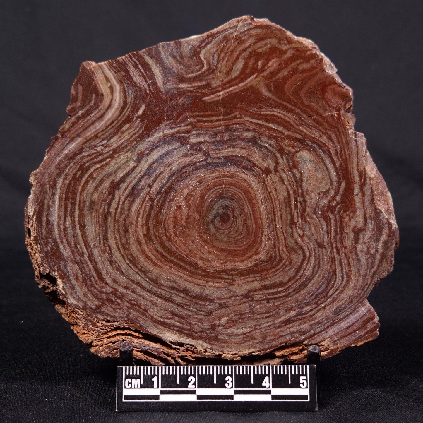 CONOPHYTON AMANTOURARTENSIS STROMATOLITE, Ediacaran, Morocco ZCA019