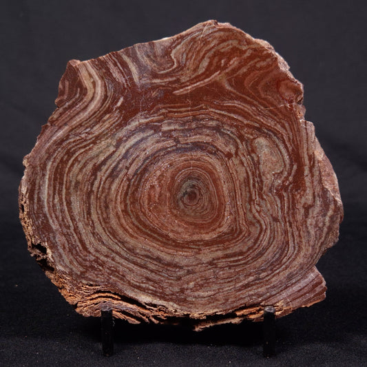 CONOPHYTON AMANTOURARTENSIS STROMATOLITE, Ediacaran, Morocco ZCA019
