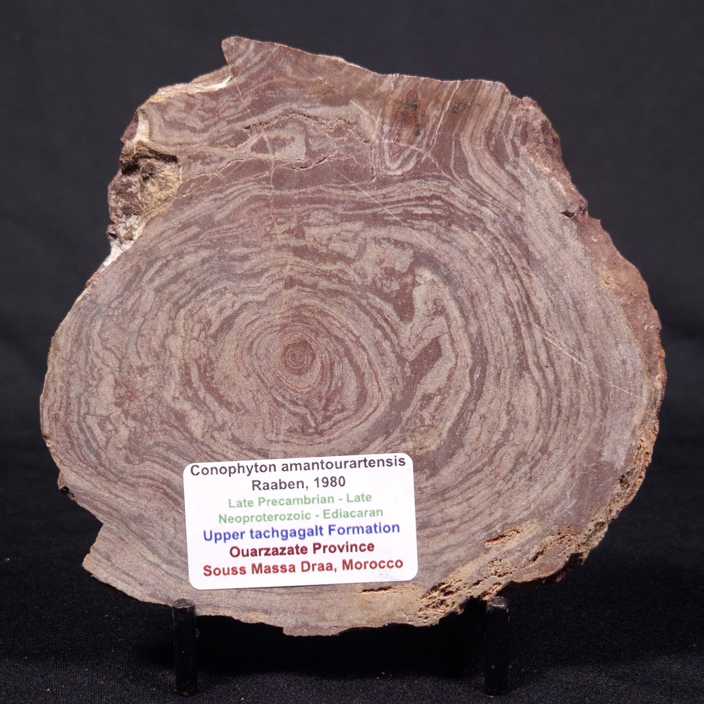CONOPHYTON AMANTOURARTENSIS STROMATOLITE, Ediacaran, Morocco ZCA019