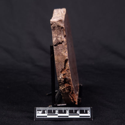 CONOPHYTON AMANTOURARTENSIS STROMATOLITE, Ediacaran, Morocco ZCA019