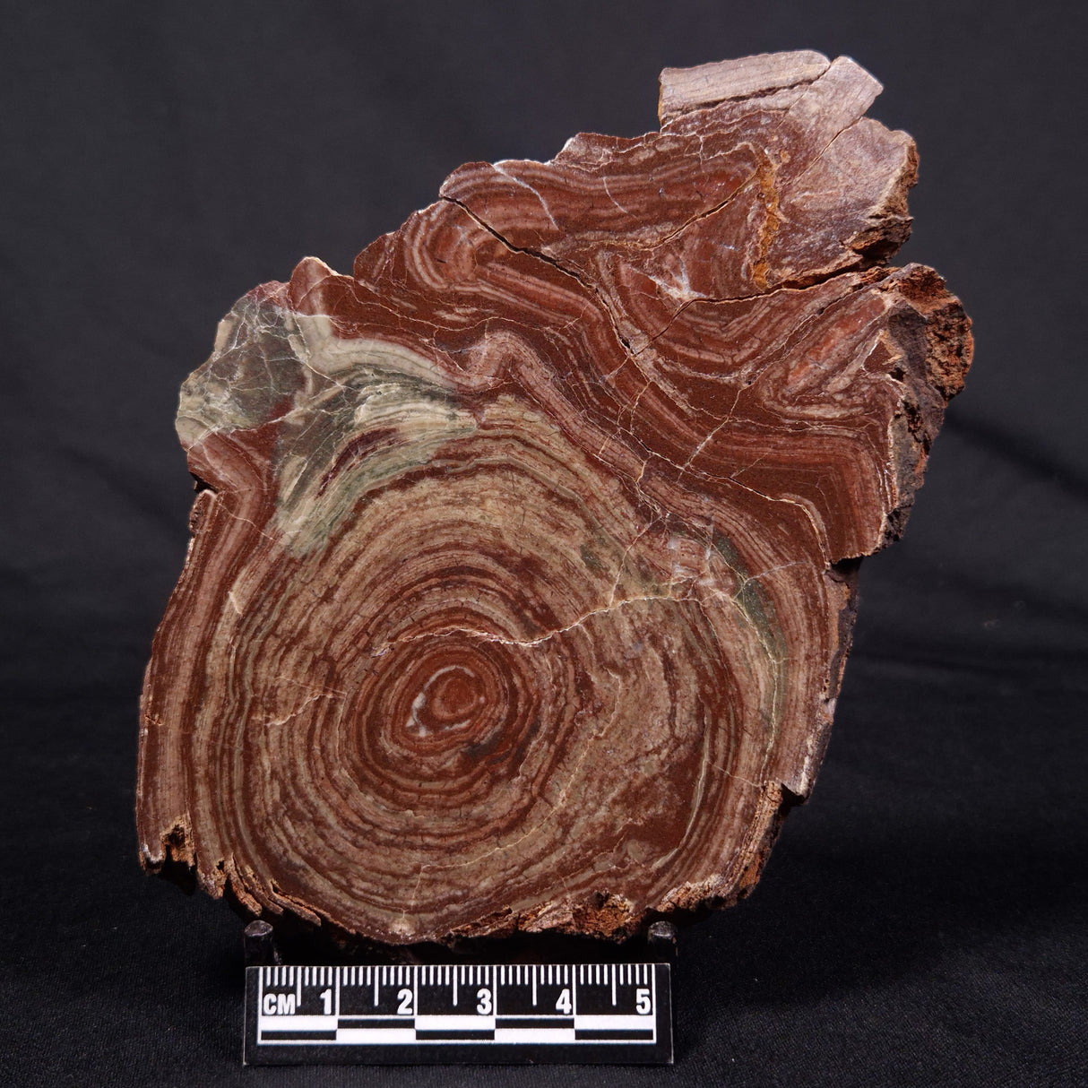 CONOPHYTON AMANTOURARTENSIS STROMATOLITE, Ediacaran, Morocco ZCA020