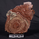 CONOPHYTON AMANTOURARTENSIS STROMATOLITE, Ediacaran, Morocco ZCA020