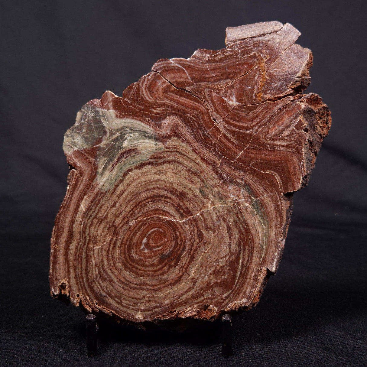 CONOPHYTON AMANTOURARTENSIS STROMATOLITE, Ediacaran, Morocco ZCA020