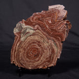 CONOPHYTON AMANTOURARTENSIS STROMATOLITE, Ediacaran, Morocco ZCA020