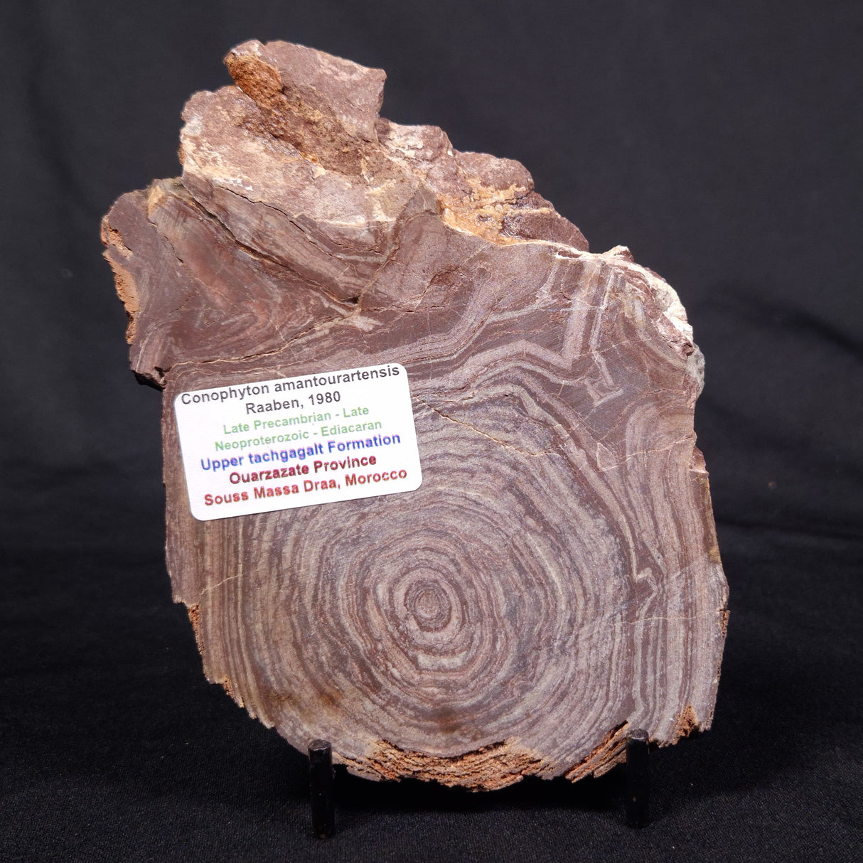 CONOPHYTON AMANTOURARTENSIS STROMATOLITE, Ediacaran, Morocco ZCA020