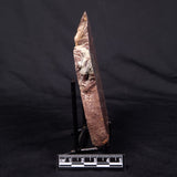 CONOPHYTON AMANTOURARTENSIS STROMATOLITE, Ediacaran, Morocco ZCA020